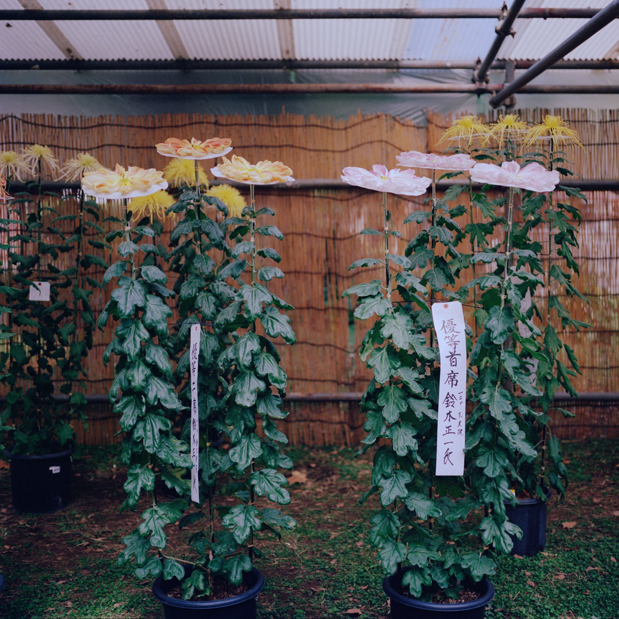 Chrysanthemum III